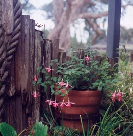 Flower pot by wood fencing