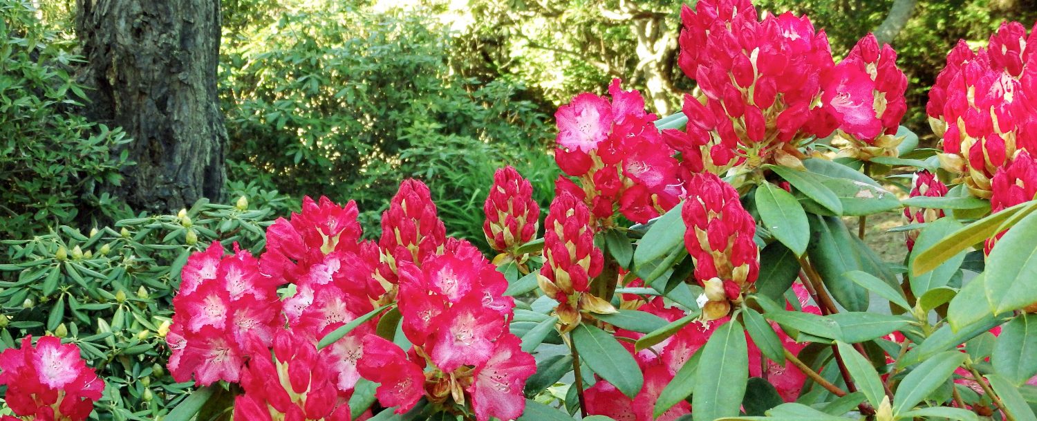 Rhododendrons beginning to bloom